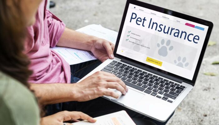 Popular pet insurance providers in 2026